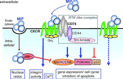 macrophage migration inhibitory factor